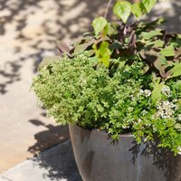 Herb pack kitchen favourites 6 pack
Herb pack kitchen favourites 6 pack