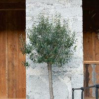 35L Olive Tree
35L Olive Tree