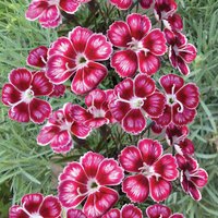 Dianthus Flutterburst 12cm
Dianthus Flutterburst 12cm
