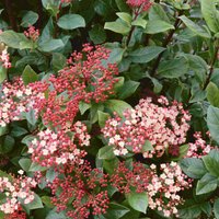 Viburnum Tinus Mixed 10L
Viburnum Tinus Mixed 10L