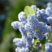 Ceanothus Repens 5L
Ceanothus Repens 5L