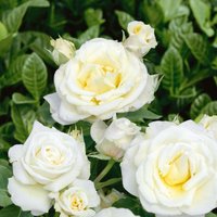 Floribunda Rose 4.5L
Floribunda Rose 4.5L