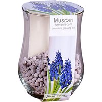 Muscari Armeniacum complete growing kit
Muscari Armeniacum complete growing kit