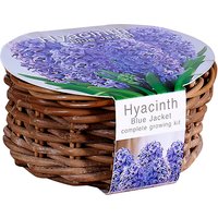 Hyacinth Blue Jacket complete growing kit
Hyacinth Blue Jacket complete growing kit