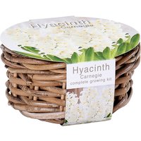 Hyacinth Carnegie Complete Growing Kit
Hyacinth Carnegie Complete Growing Kit