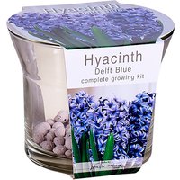 Hyacinth Delft Blue complete growing kit
Hyacinth Delft Blue complete growing kit
