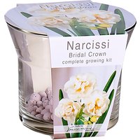 Narcissi Bridal Crown complete growing kit
Narcissi Bridal Crown complete growing kit