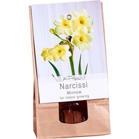 Narcissi Minnow for indoor growing
Narcissi Minnow for indoor growing