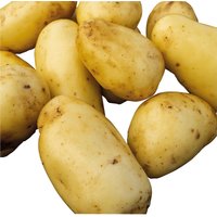 Seed Potatoes Maris Peer
Seed Potatoes Maris Peer