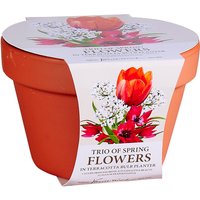 TRIO OF SPRING FLOWERS IN TERRACOTTA BULB PLANTER
TRIO OF SPRING FLOWERS IN TERRACOTTA BULB PLANTER