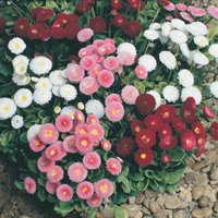 Autumn Bellis
Autumn Bellis