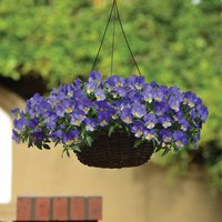 Autumn Trailing Pansy / Viola (Viola wittrockiana Mix)
Autumn Trailing Pansy / Viola (Viola wittrockiana Mix)