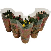 Miniature Rose Houseplant - 10.5cm
Miniature Rose Houseplant - 10.5cm