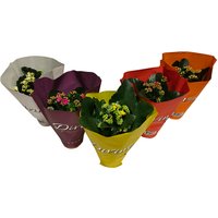 Kalanchoe (Flaming Katy) Houseplant (Multiple Options Available) - 10.5cm
Kalanchoe (Flaming Katy) Houseplant (Multiple Options Available) - 10.5cm