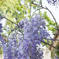 Wisteria 3L
Wisteria 3L