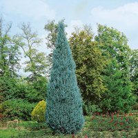 Spiral Arizonica Glauca 18L
Spiral Arizonica Glauca 18L