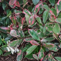 Photinia X Fraseri Pink Louise
Photinia X Fraseri Pink Louise