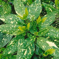 Spotted Laurel - Crotonifolia 17cm
Spotted Laurel - Crotonifolia 17cm