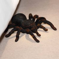 RC Tarantula
RC Tarantula