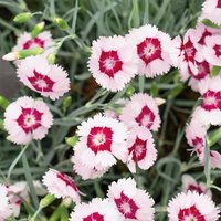 Dianthus Mix Bowls 19cm
Dianthus Mix Bowls 19cm
