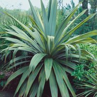 Cordyline indivisia - 30L
Cordyline indivisia - 30L