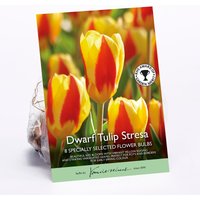 Tulip Stresa Flower Bulbs
Tulip Stresa Flower Bulbs