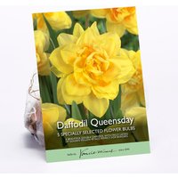 Double Daffodil Queensday flowerbulbs
Double Daffodil Queensday flowerbulbs