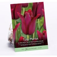 Tulip Merlot Flower Bulbs
Tulip Merlot Flower Bulbs