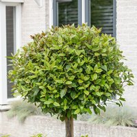 Bay Standard 70 to 80cm Head 30cm
Bay Standard 70 to 80cm Head 30cm