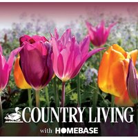 Jewel Tulip Flowerbulb Mix
Jewel Tulip Flowerbulb Mix