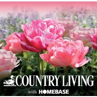 Double Pink Tulip Flowerbulb Collection
Double Pink Tulip Flowerbulb Collection