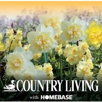 Double Narcissi Flowerbulb Mix
Double Narcissi Flowerbulb Mix