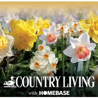 Naturalising Narcissi flowerbulb Mix
Naturalising Narcissi flowerbulb Mix