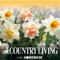 Spring Sunshine Narcissi Flowerbulb Collection
Spring Sunshine Narcissi Flowerbulb Collection