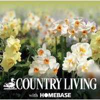 Fragant Narcissi Flowerbulb Mix
Fragant Narcissi Flowerbulb Mix