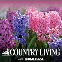 Berry Hyacinth Flowerbulb Collection
Berry Hyacinth Flowerbulb Collection