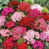 Dianthus Mix 5L
Dianthus Mix 5L