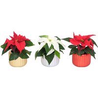 Poinsettia Plant in Textured Ceramic Pot - Assortment
Poinsettia Plant in Textured Ceramic Pot - Assortment