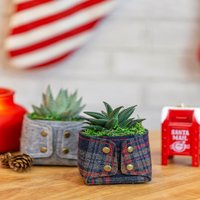 Succulent Plant in Grandpa's Sweater Felt Pot - Assortment
Succulent Plant in Grandpa's Sweater Felt Pot - Assortment