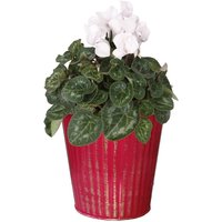 Cyclamen Plant in Red Zinc Pot
Cyclamen Plant in Red Zinc Pot