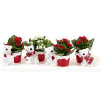 Mini Kalanchoe Plant in a Christmas Bear Pot - Assortment
Mini Kalanchoe Plant in a Christmas Bear Pot - Assortment