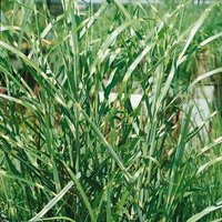 Grass Miscanthus 19 cm
Grass Miscanthus 19 cm