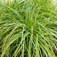 Grass Carex 19 cm
Grass Carex 19 cm