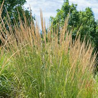 Calamagrostis 19 cm
Calamagrostis 19 cm