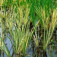 Acorus 14 cm
Acorus 14 cm