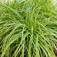 Grass Carex 14 cm
Grass Carex 14 cm