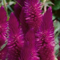 Celosia Deep Purple 19cm
Celosia Deep Purple 19cm