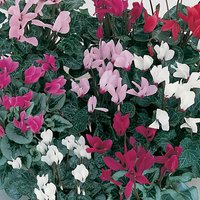 Mini Cyclamen (Cyclamen Persicum Hybrid Mixed) Plant
Mini Cyclamen (Cyclamen Persicum Hybrid Mixed) Plant