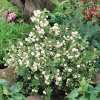 Pernettya Mix
Pernettya Mix