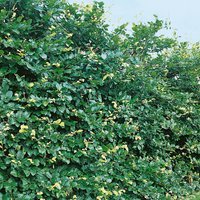 Fagus sylvatica Beech (Fagus sylvatica)
Fagus sylvatica Beech (Fagus sylvatica)